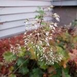 Heuchera micrantha Flower