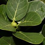 Ficus ovalis Leaf