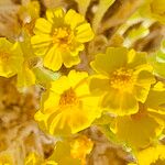 Eriophyllum wallacei