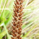 Plantago subnuda Çiçek