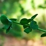Adenocarpus telonensis 葉