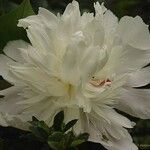 Paeonia lactiflora Квітка