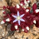 Sedum caeruleum Flower