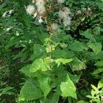 Lactuca alpina Blad