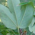 Sterculia apetala Leaf