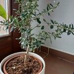 Olea europaeaبرگ