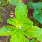 Lippia alba Foglia