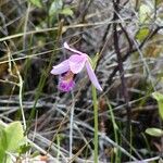 Pogonia ophioglossoides Flower