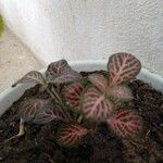 Fittonia albivenis List