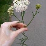 Achillea nobilisLubje