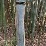 Phyllostachys reticulata Koor