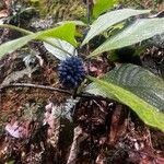Trichostachys aurea Hábito