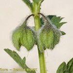 Solanum herculeum Frukto