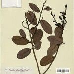 Ouratea thyrsoidea Plante entière