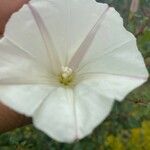 Calystegia macrostegia Flower