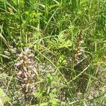 Phelipanche purpurea Fula