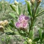 Pluchea sericea Flower