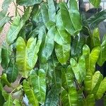 Philodendron burle-marxii Leaf