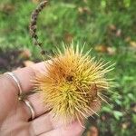 Castanea dentata Fruit