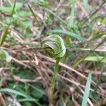 Pterostylis curta Flower