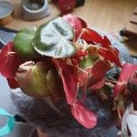 Begonia erythrophylla Φύλλο