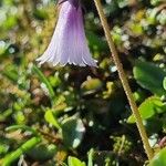 Soldanella pusilla Kwiat