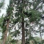 Abies numidica ശീലം