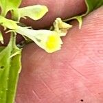 Melampyrum lineare Blüte