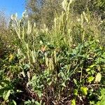 Sanguisorba canadensis ᱛᱟᱦᱮᱸ