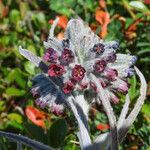 Cynoglossum magellense Blomma