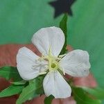 Oenothera neomexicana Kvet