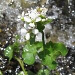 Cardamine asarifolia 花