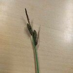 Carex nigra 花