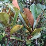 Planchonella glauca Habit