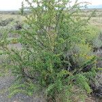 Berberis microphylla Natur