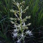 Habenaria helicoplectrum Diğer