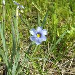 Sisyrinchium langloisii 整株植物