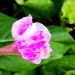 Mirabilis jalapa Flower