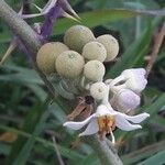 Solanum stramoniifolium Hedelmä