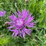 Centaurea jaceaЦветок