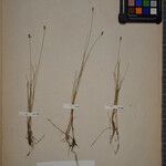 Carex dioica अन्य