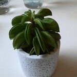 Peperomia dolabriformis Liść