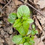 Circaea alpina Leaf
