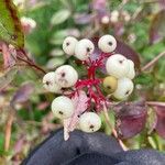 Cornus racemosa Vrucht