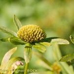 Bidens radiata Fruto