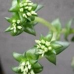 Crassula alpestris Flor