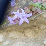 Campanula garganica Blomma