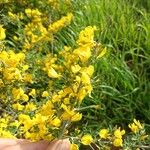 Cytisus lanigerus Žiedas