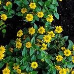 Sanvitalia procumbens Mosusu