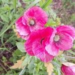 Papaver somniferumVirág